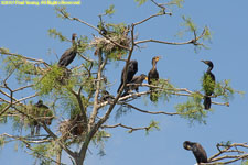 cormorant nests